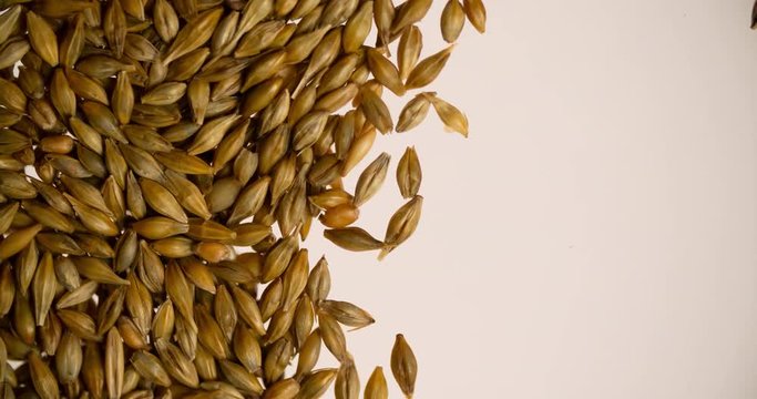 Hand removing Wheat grain for Copyspace for text or logo Background abstract bottom view Slow motion 4K video