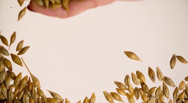 Hand removing Wheat grain for Copyspace for text or logo Background abstract bottom view Slow motion video