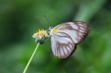 butterflies, butterfly, beautiful butterfly, butterflies perch on flowers,