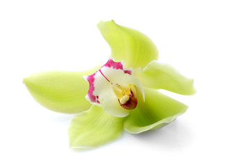 Beautiful orchid flower on white background