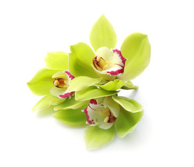 Fototapeta premium Beautiful orchid flowers on white background