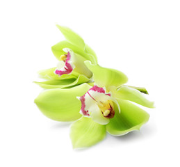 Beautiful orchid flowers on white background