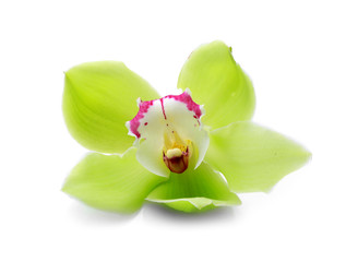 Beautiful orchid flower on white background