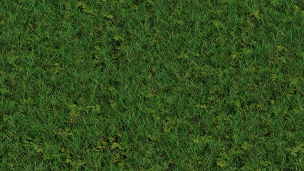 Up View of Field of wild grass and many clovers weed