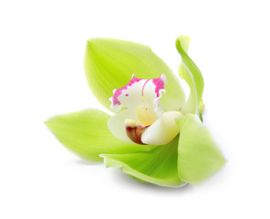 Beautiful orchid flower on white background