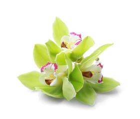 Beautiful orchid flowers on white background