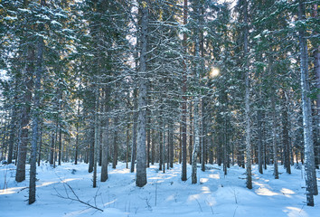 Fototapeta premium Sunlight playing on snowcover in forest
