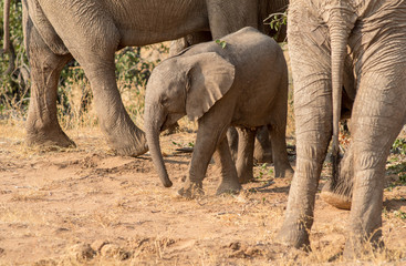 Elephants, Torra conservancy, Kunene Region, Namibia