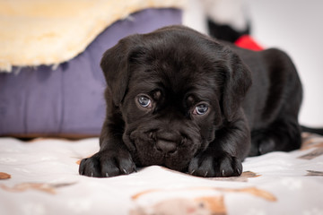 Cute puppy of the Cane Corso breed dog lies on a light blanket.