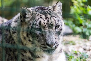 Zoo Veszprém in Hungary and Budapest