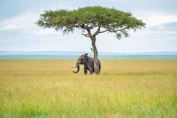 Elephant hiding under the tree 