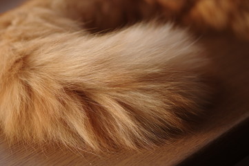 ふさふさの猫シッポ