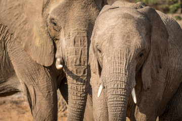 Elephants, Torra conservancy, Kunene Region, Namibia