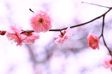 うめ