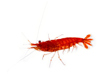 Neocaridina davidi variation Red cherry in the aquarium