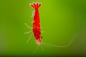 Neocaridina davidi variation Red cherry in the aquarium