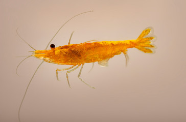 Yellow freshwater shrimp Neocaridina heteropoda in the aquarium