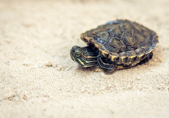 Common Slider, also known as Cumberland Slider Turtle, Red-eared Slider Turtle, Slider (Trachemys...
