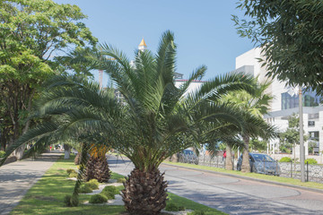 Seaside promenade in Batumi. View of Batumi Boulevard, palm