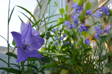 Blooming bellflowers in small urban garden on the balcony. Violet  Platycodon grandiflorus on the foreground.