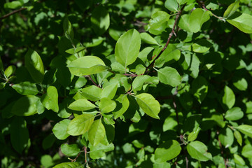 Fototapeta na wymiar Green leaves of apple tree. Young foliage in spring.