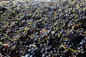 Raisins après la vendange dans le beaujolais