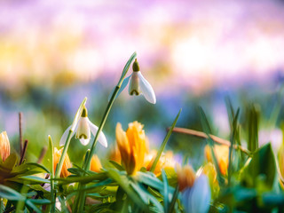 Schneeglöckchen © Rouven