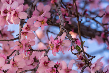 close up of flowering almond trees. Beautiful almond blossom on the branches, at springtime background. Colorful and natural background. Spring almond tree pink flowers with branch