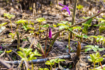 first spring flowers from the red book, erythronium blooms