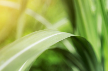 Fototapeta na wymiar green leaf with sunlight 