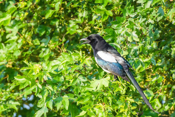 Obraz premium Magpie perched on tree with green leaves.