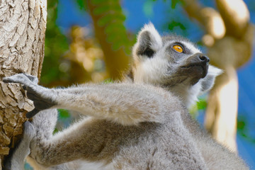Lemur catta in the natural habitat.