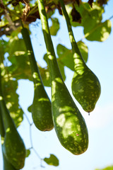 Growing gourd vegetable