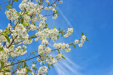 Blossoming of the cherry tree in spring time with white beautiful flowers. Macro image with copy space. Natural seasonal background.