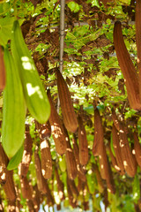 Growing gourd vegetable