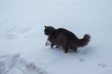 Cat palying with toy on snow