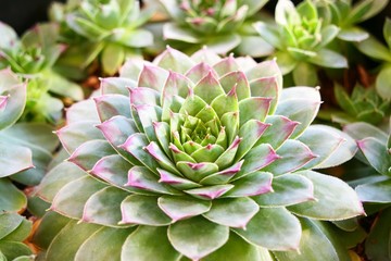 Fototapeta premium Succulent Red Tip