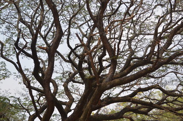 the big tree