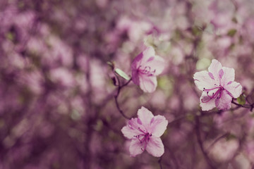 Pink azalea blooms in spring, stylized.