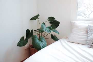 Green tropical leaves in the bed room building