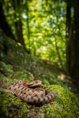 vipera aspis