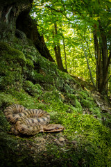 vipera aspis