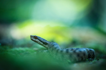 vipera aspis