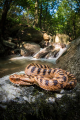 vipera aspis