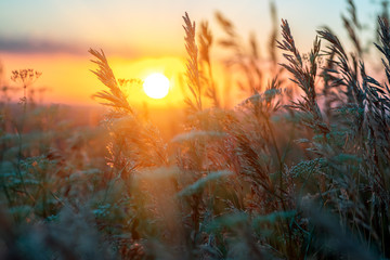 Wildflowers and grass during sunrise in summer