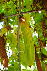 Growing gourd vegetable