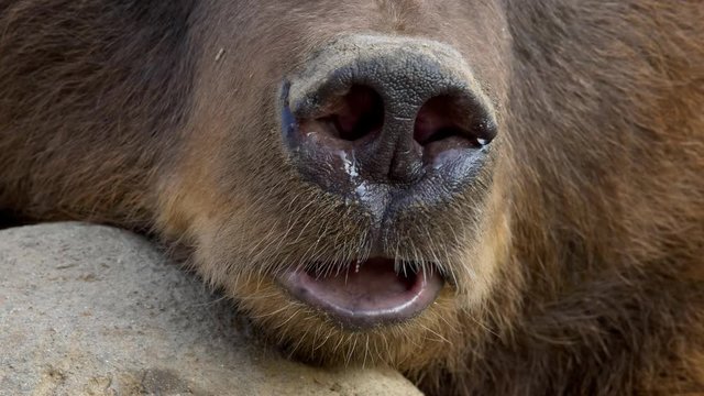 Kamchatka brown bear (Ursus arctos beringianus) wet nose
