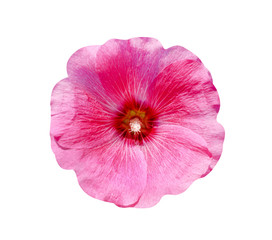 Top view colorful pink hollyhock flowers  (Alcea rosea) nature patterns blooming isolated on white background with clipping path