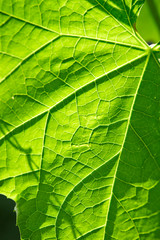 green leaf
