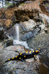 salamandra pezzata